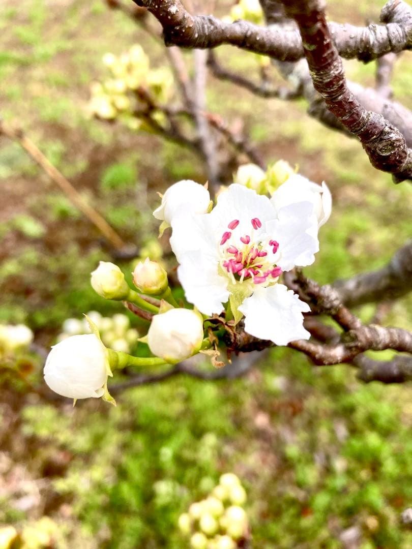 【梨のお花＊梨のつぼみの枝＊切り花】真っ白い可憐な可愛いお花＊里山育ち＊自然農法