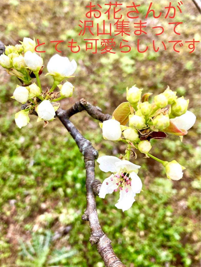 【梨のお花＊梨のつぼみの枝＊切り花】真っ白い可憐な可愛いお花＊里山育ち＊自然農法