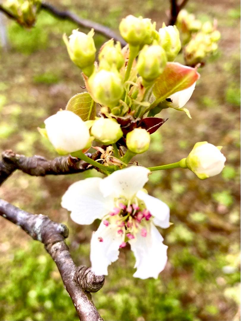 【梨のお花＊梨のつぼみの枝＊切り花】真っ白い可憐な可愛いお花＊里山育ち＊自然農法