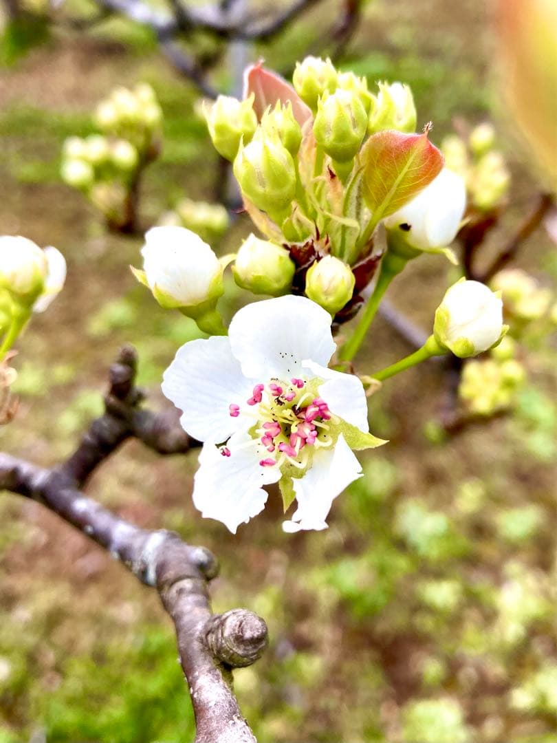 【梨のお花＊梨のつぼみの枝＊切り花】真っ白い可憐な可愛いお花＊里山育ち＊自然農法