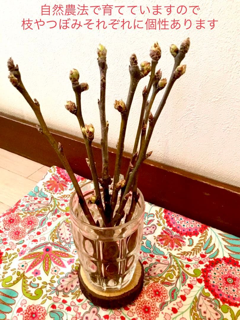 【梨のお花＊梨のつぼみの枝＊切り花】真っ白い可憐な可愛いお花＊里山育ち＊自然農法