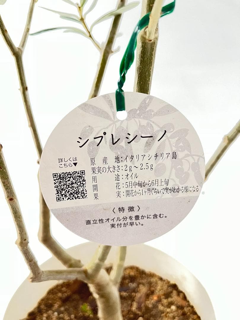 オリーブの木　シプレシーノ　約170cm　NO.1944　大型　現品掲載　古木