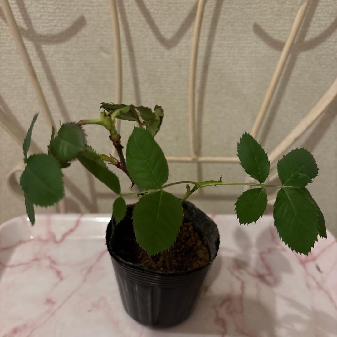 コーラルピンク フルーツ香 薔薇