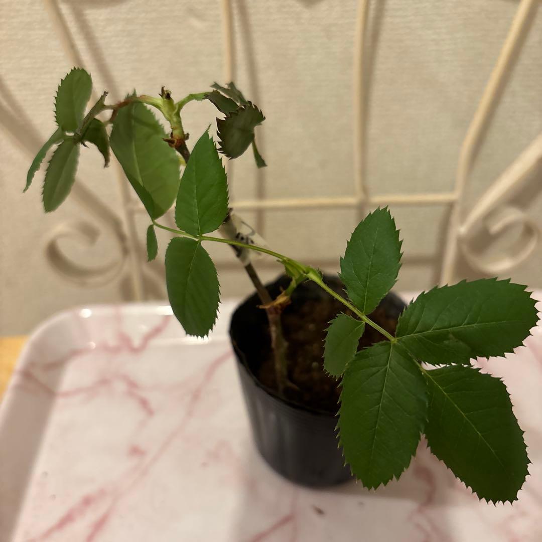 コーラルピンク フルーツ香 薔薇