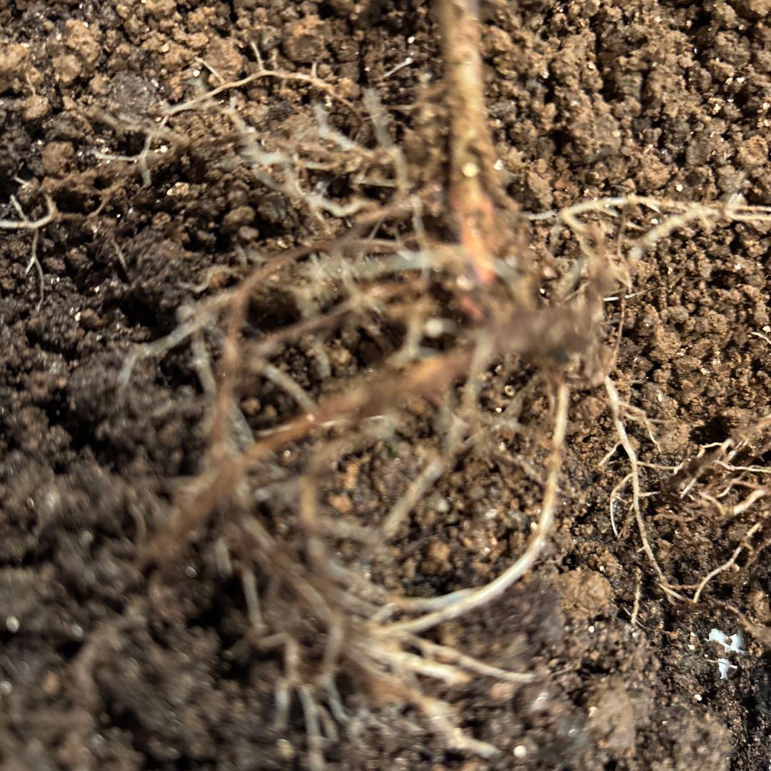 コーラルピンク フルーツ香 薔薇