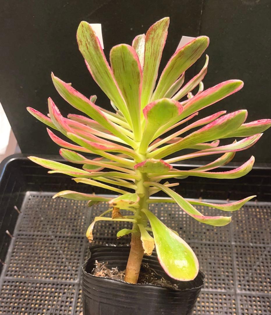 18#多肉植物❤️アエオニウム錦❤️ V錦錦❤️ 1大頭22cm拔き苗