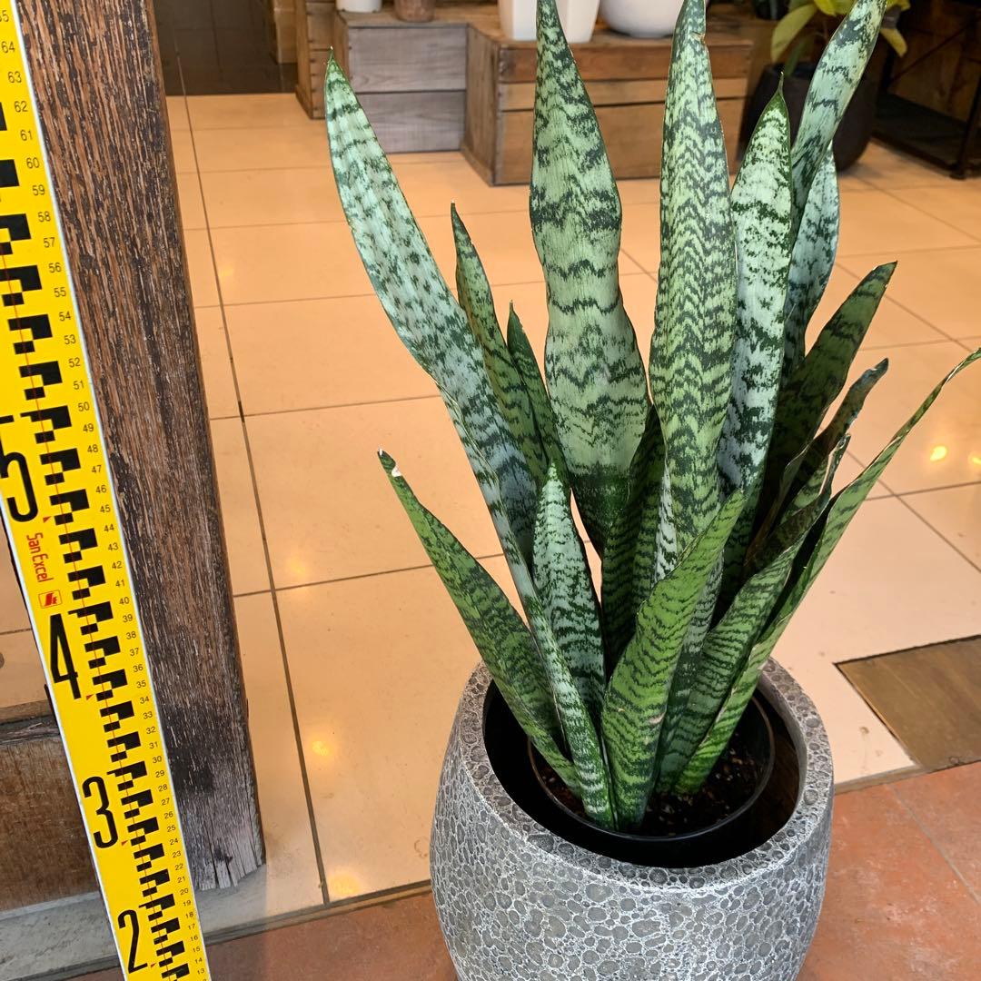 サンスベリア ゼラニカ ファイバー鉢 お皿付き