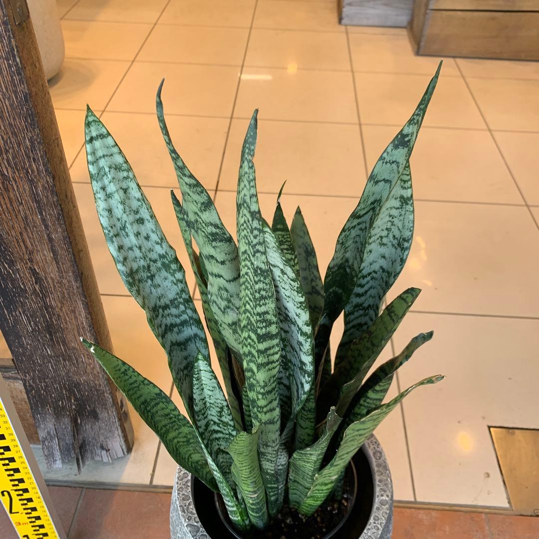 サンスベリア ゼラニカ ファイバー鉢 お皿付き