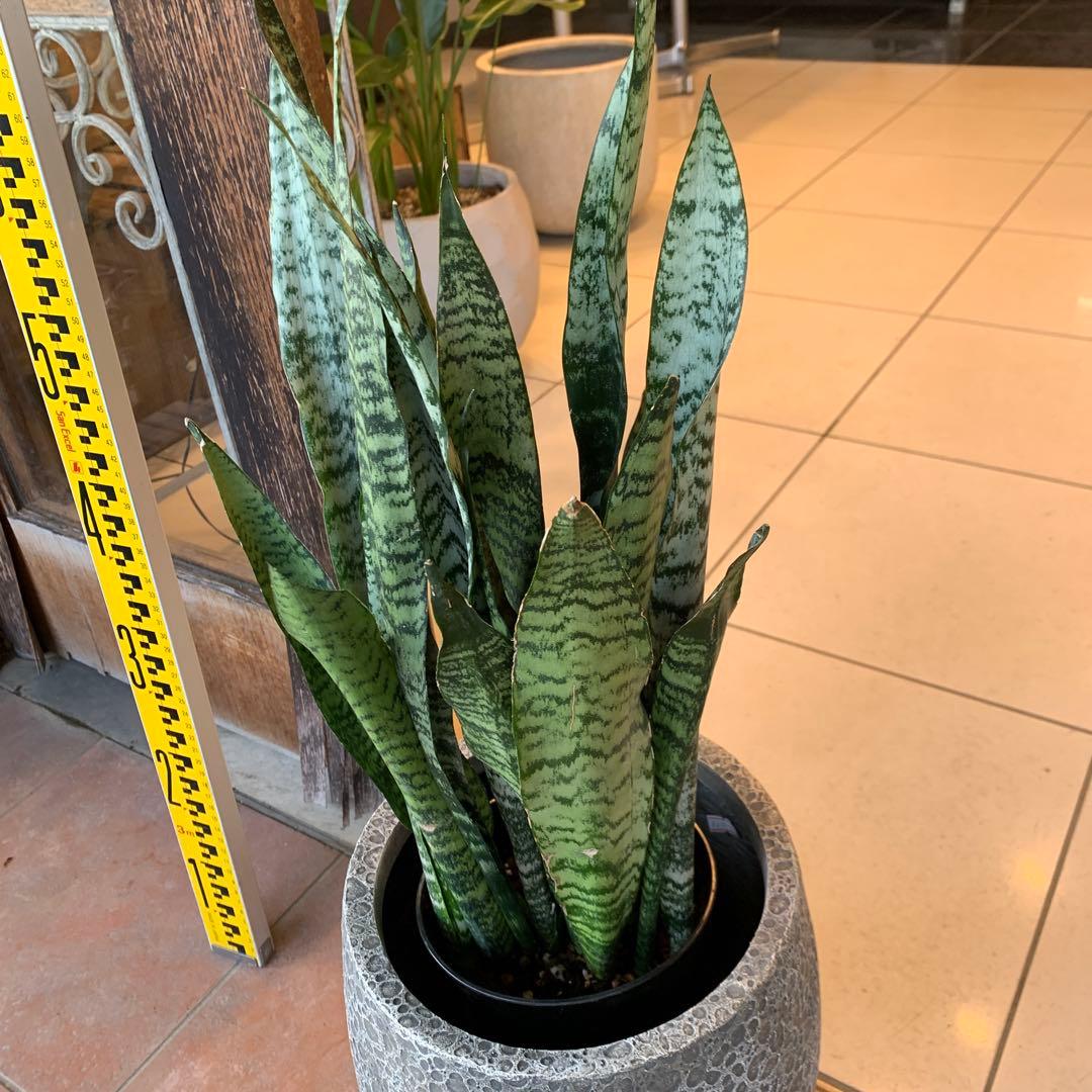 サンスベリア ゼラニカ ファイバー鉢 お皿付き