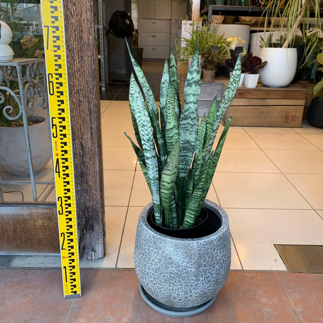 サンスベリア ゼラニカ ファイバー鉢 お皿付き