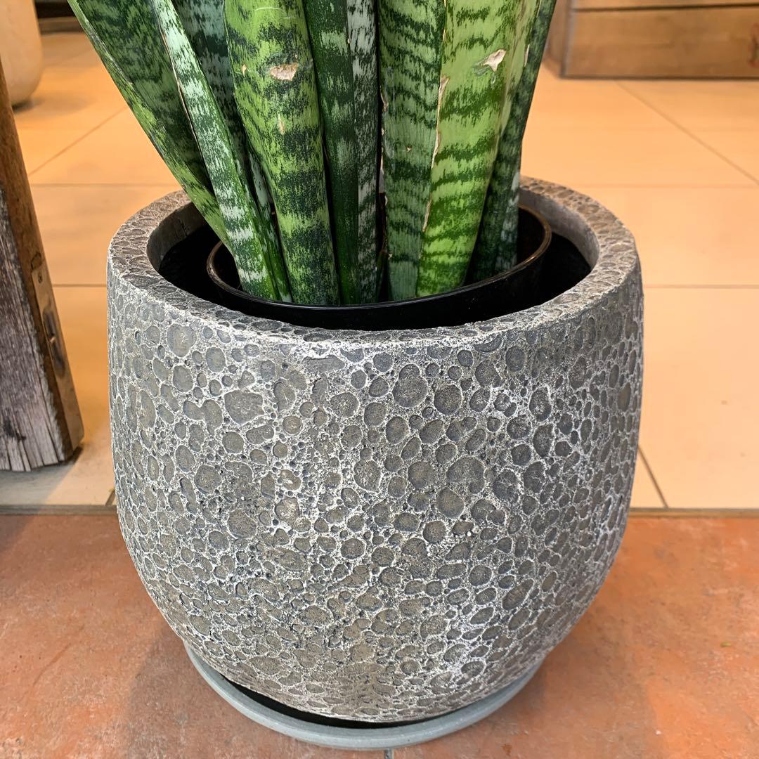 サンスベリア ゼラニカ ファイバー鉢 お皿付き