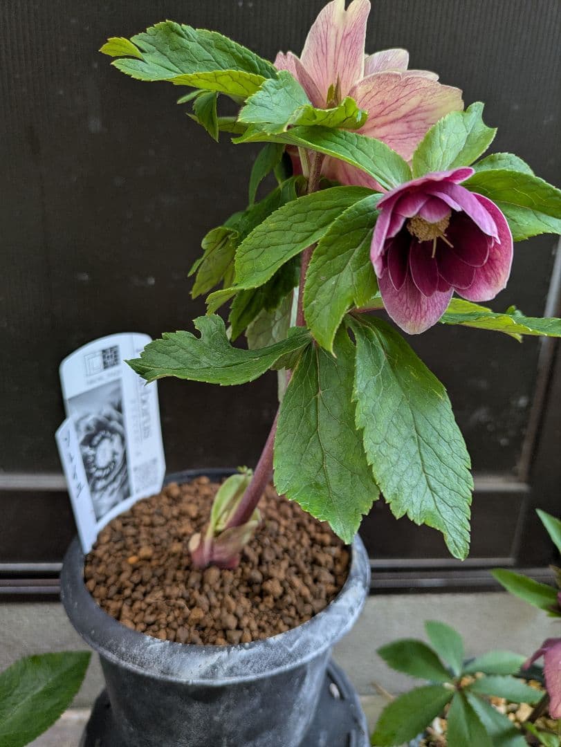 クリスマスローズ 認定ソレイユ ＋5株セット - メルカリ