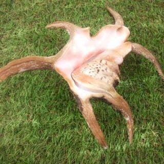 水字貝　スイジガイ　沖縄産 貝殻　火難除け・魔除け　自然 標本 コレクション