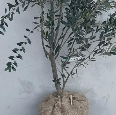 《現品》オリーブの木　シプレシーノ 樹高1.9ｍ（根鉢含まず）197【苗木/庭木