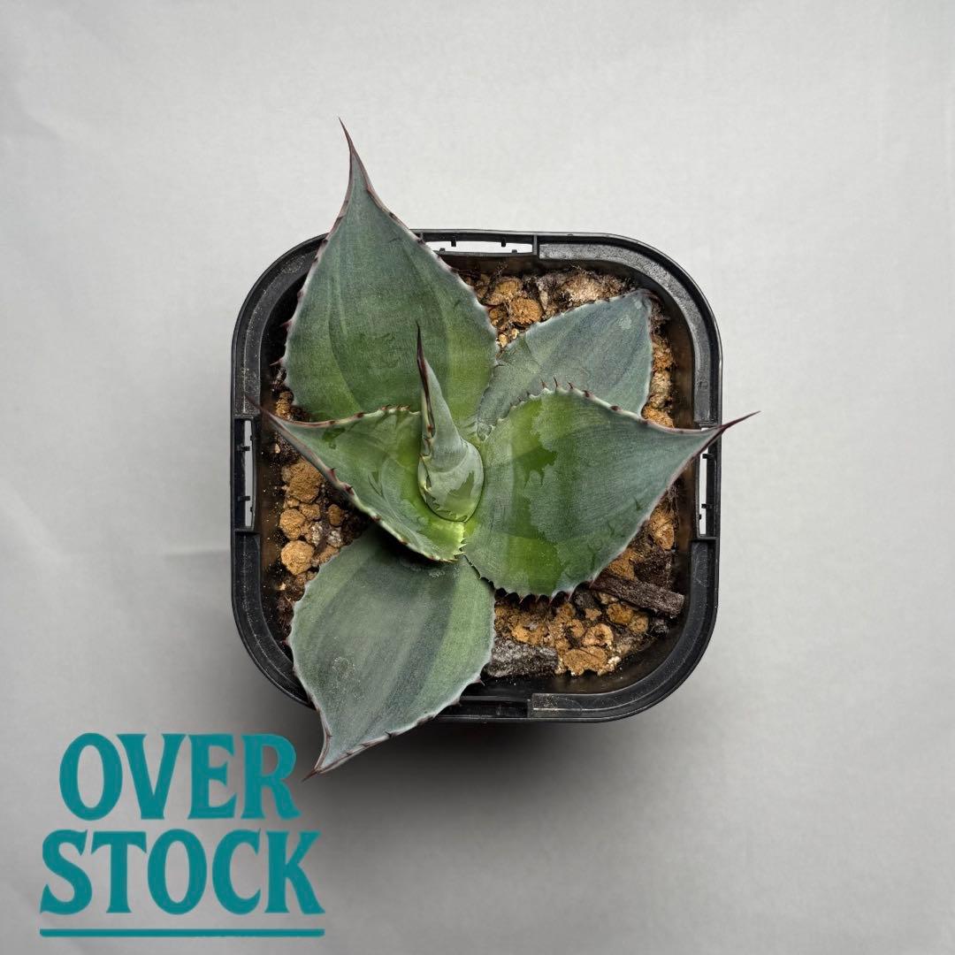 名*久様 激レア アガベ オバティフォリア オランカ 斑入り 発根済み