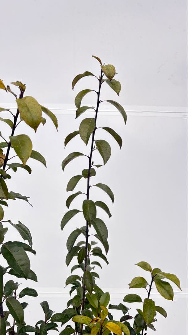 手頃なサイズ お庭の主役にどうぞ ソヨゴ 727 樹高1.6m位 株立 常緑樹