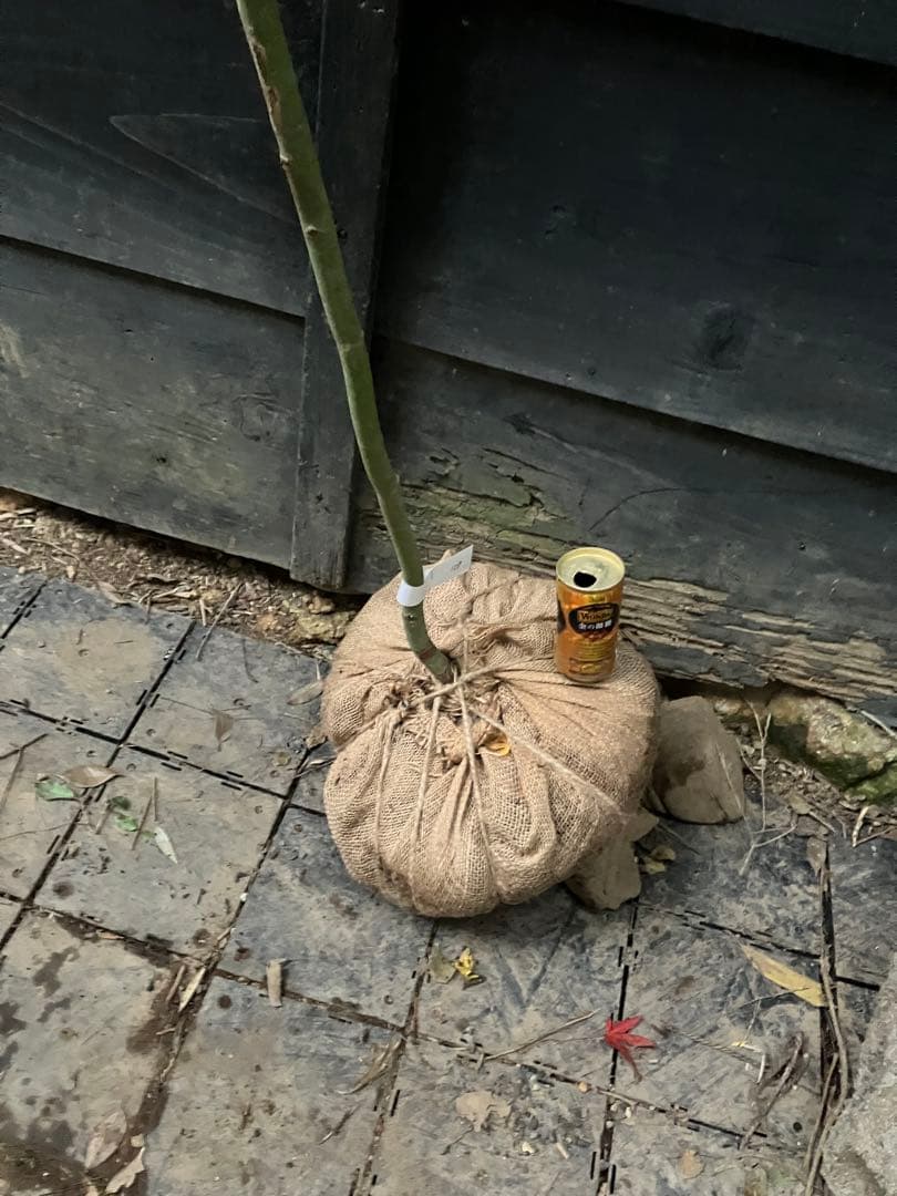 107 山採り　コハウチワカエデ