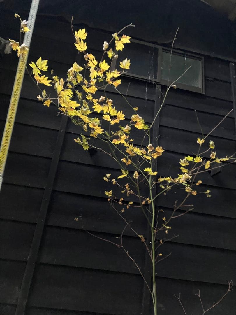 107 山採り　コハウチワカエデ