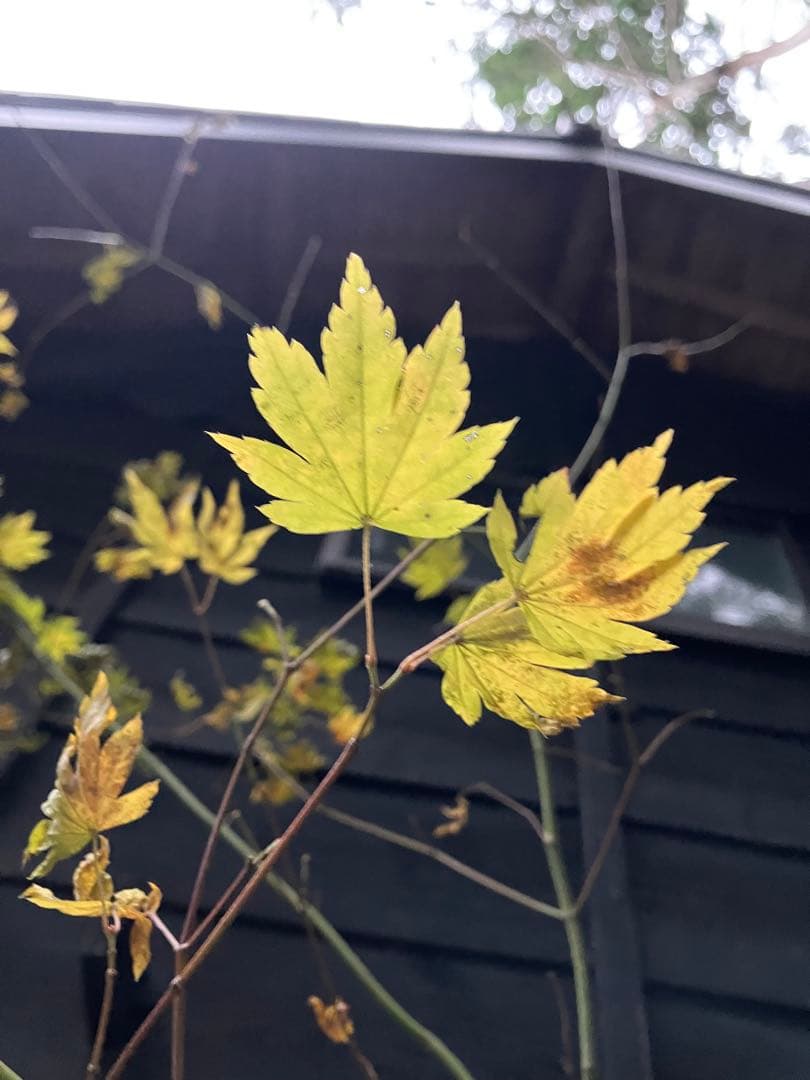 107 山採り　コハウチワカエデ