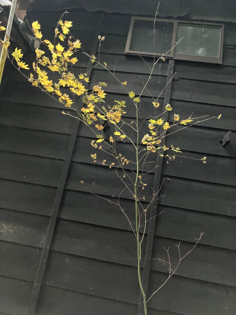 107 山採り　コハウチワカエデ