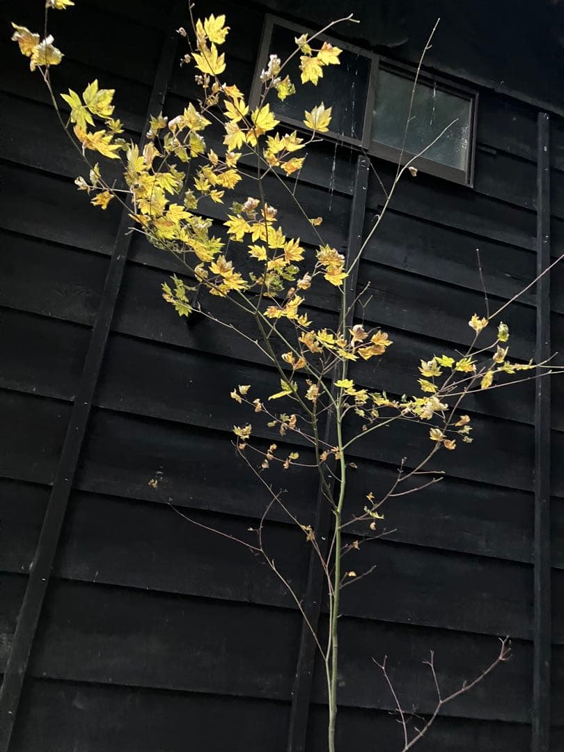 107 山採り　コハウチワカエデ