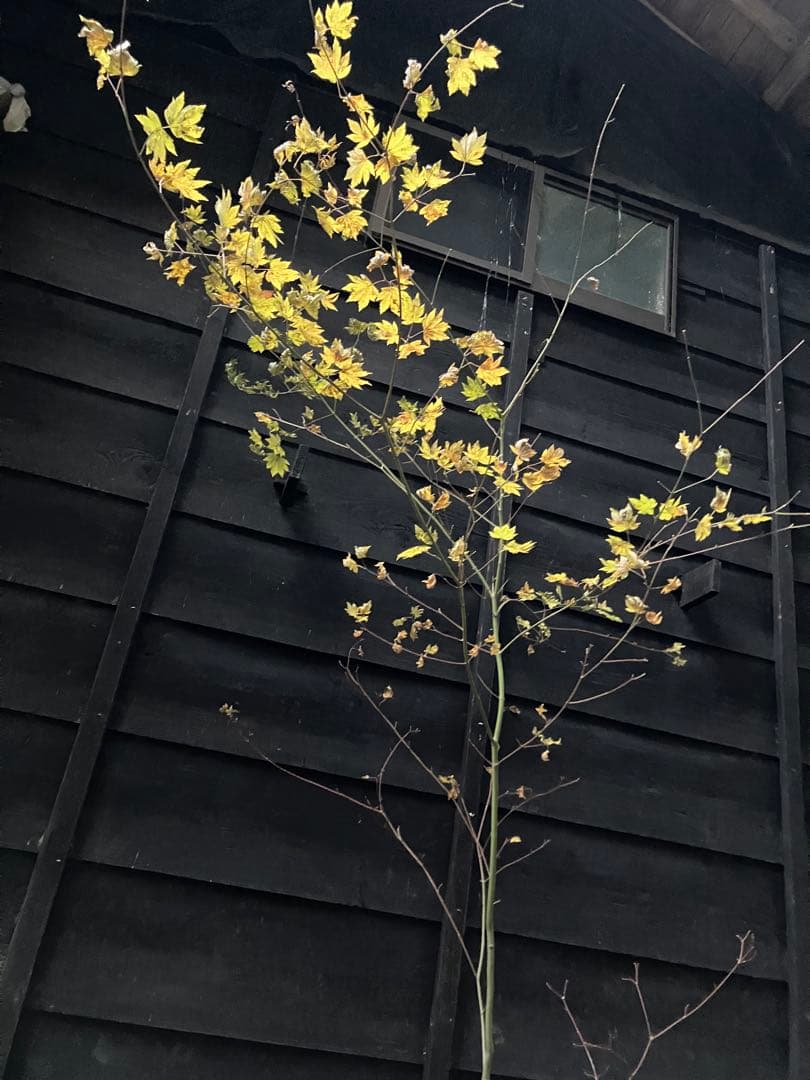 107 山採り　コハウチワカエデ