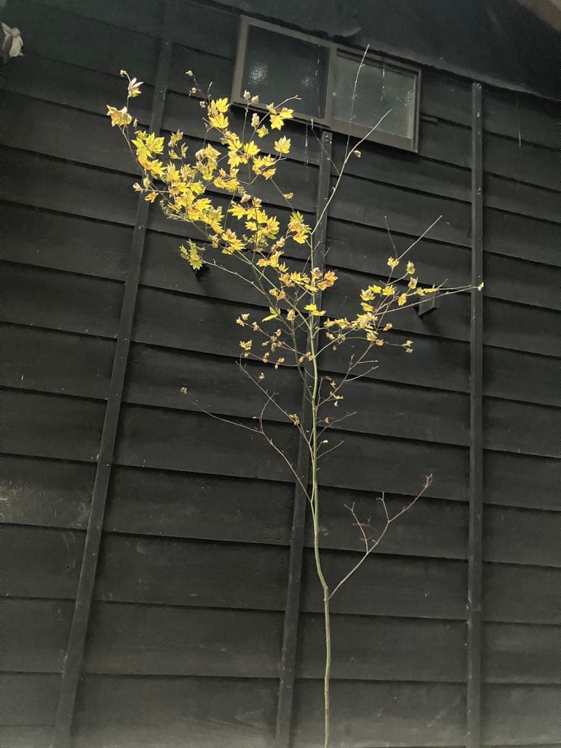 107 山採り　コハウチワカエデ