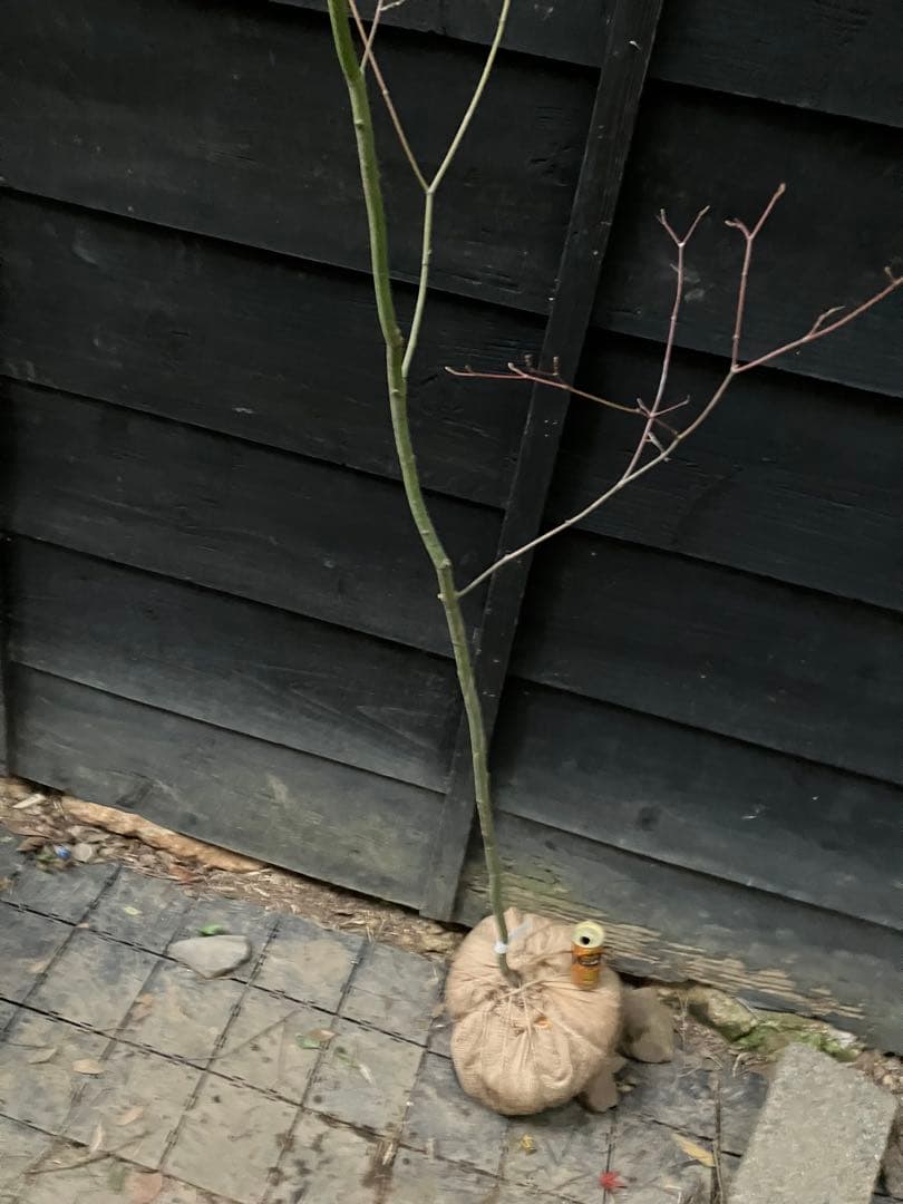 107 山採り　コハウチワカエデ