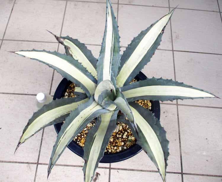 【現品】アガベアメリカーナ中斑　メディオピクタアルバ　華厳(ケゴン）12号　４番