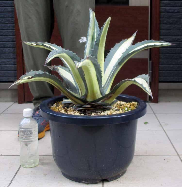【現品】アガベアメリカーナ中斑　メディオピクタアルバ　華厳(ケゴン）12号　４番