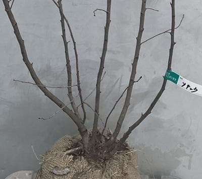 《現品》利休梅（リキュウバイ）樹高1.1ｍ（根鉢含まず）73【庭木/苗木/植木】