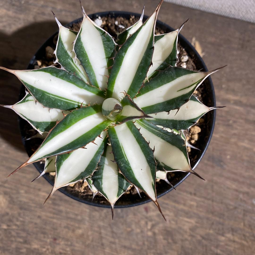 アガベ ホリダ 白中斑 - メルカリ