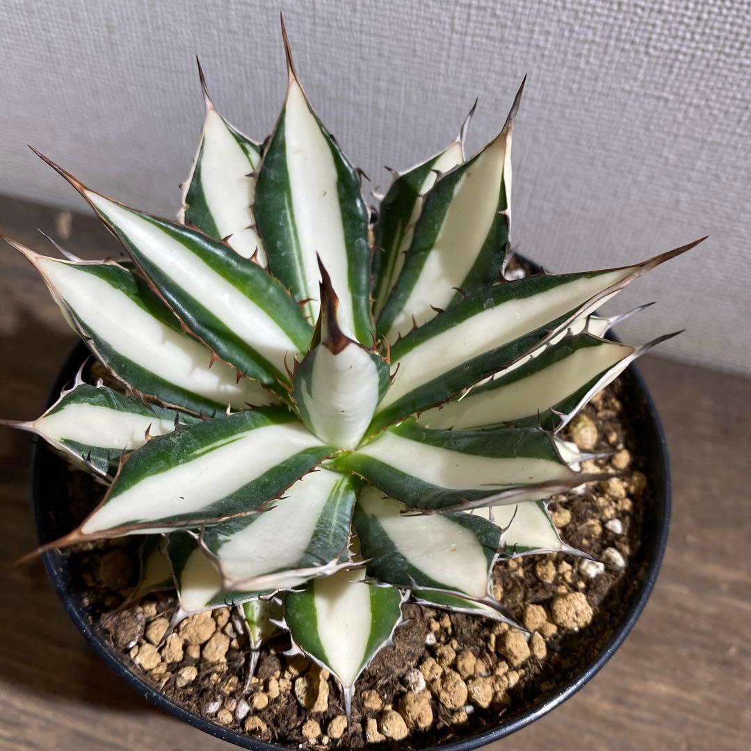 アガベ ホリダ 白中斑 - メルカリ