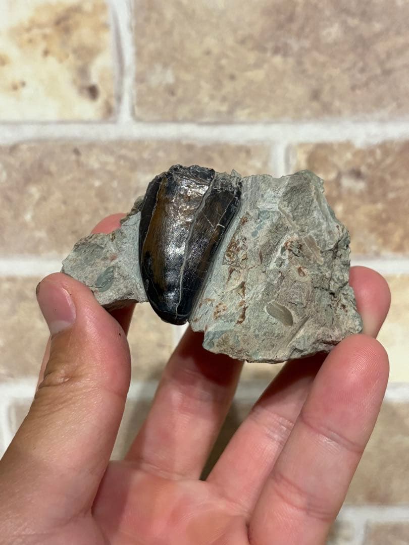 漆黒のカルカロドントサウルスtalsint talsint産の漆黒のカルカロ