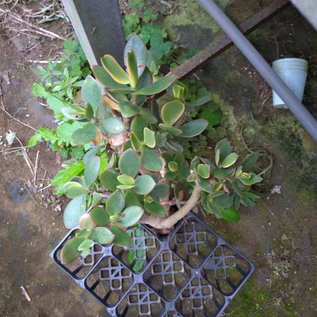 多肉植物 金のなる木 黄金姫花月？ かなり超特大苗 抜き苗 古株年代物