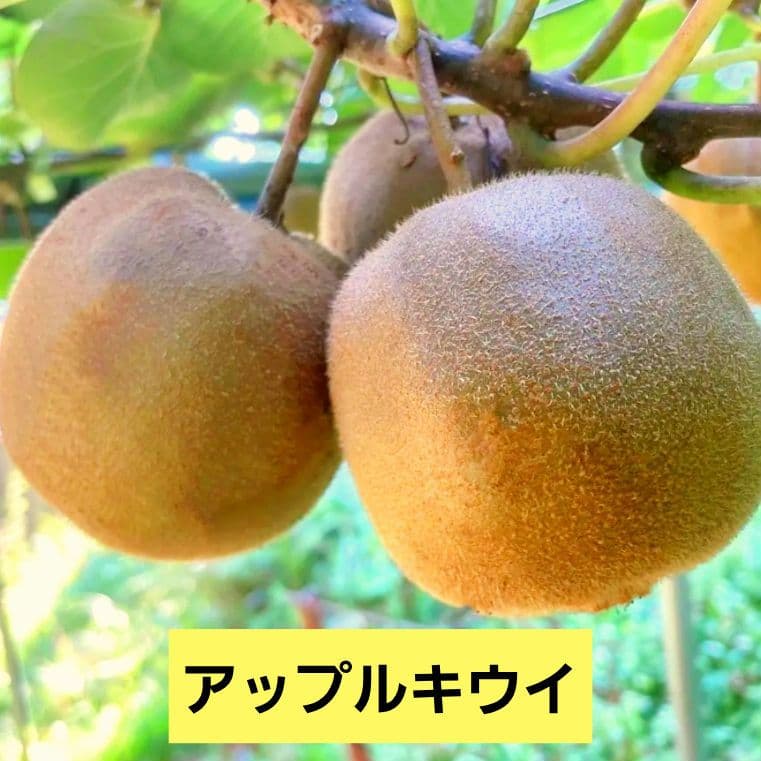 【オーダーページ】いろんな果樹栽培 穂木 挿し木 接ぎ木 苗木づくりに♪