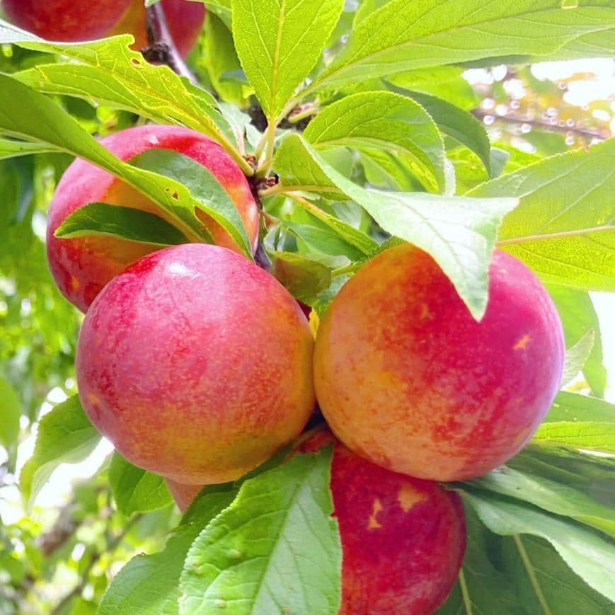 【オーダーページ】いろんな果樹栽培 穂木 挿し木 接ぎ木 苗木づくりに♪