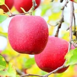 【オーダーページ】いろんな果樹栽培 穂木 挿し木 接ぎ木 苗木づくりに♪