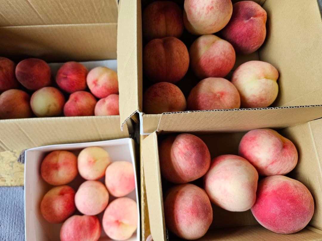 【オーダーページ】いろんな果樹栽培 穂木 挿し木 接ぎ木 苗木づくりに♪