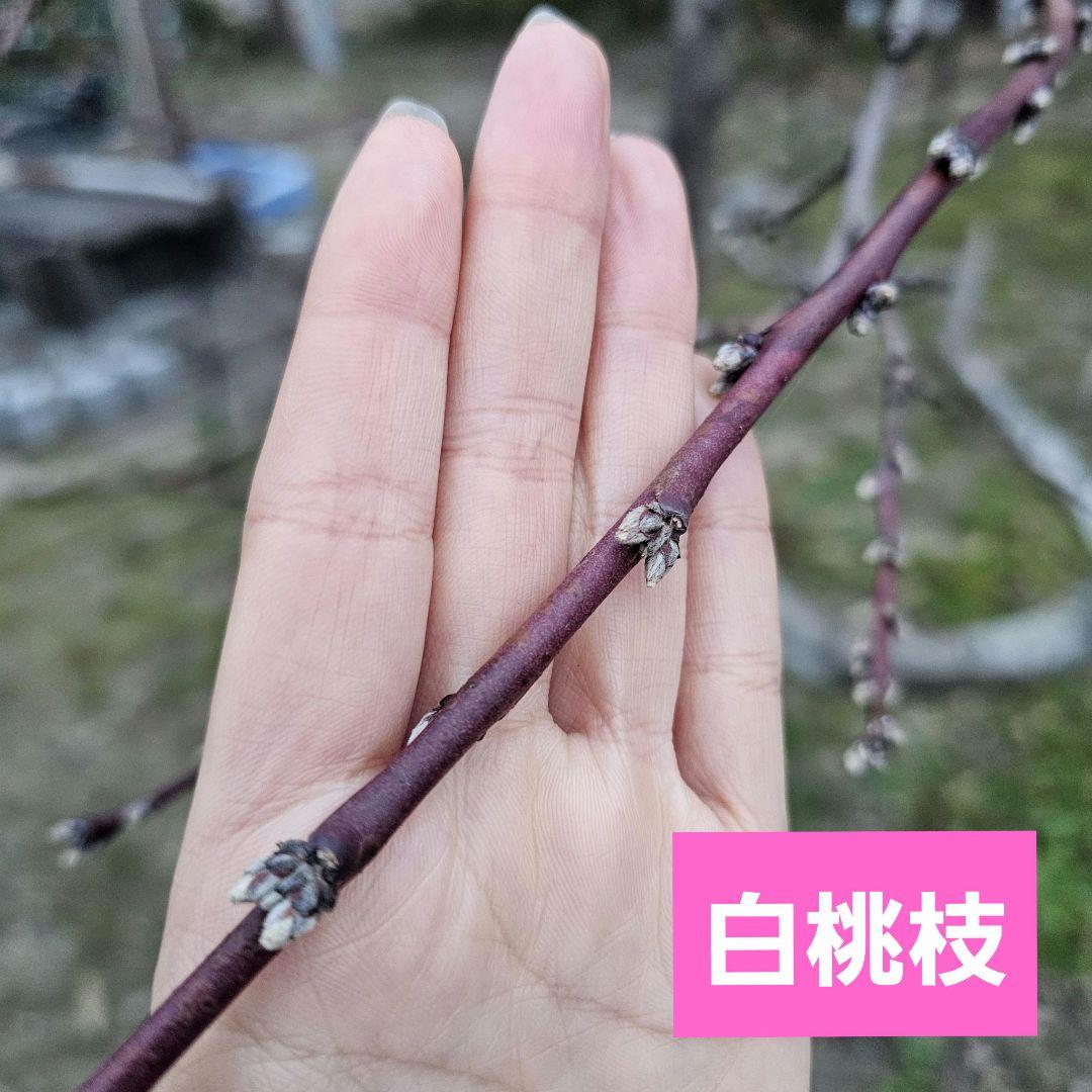 【オーダーページ】いろんな果樹栽培 穂木 挿し木 接ぎ木 苗木づくりに♪