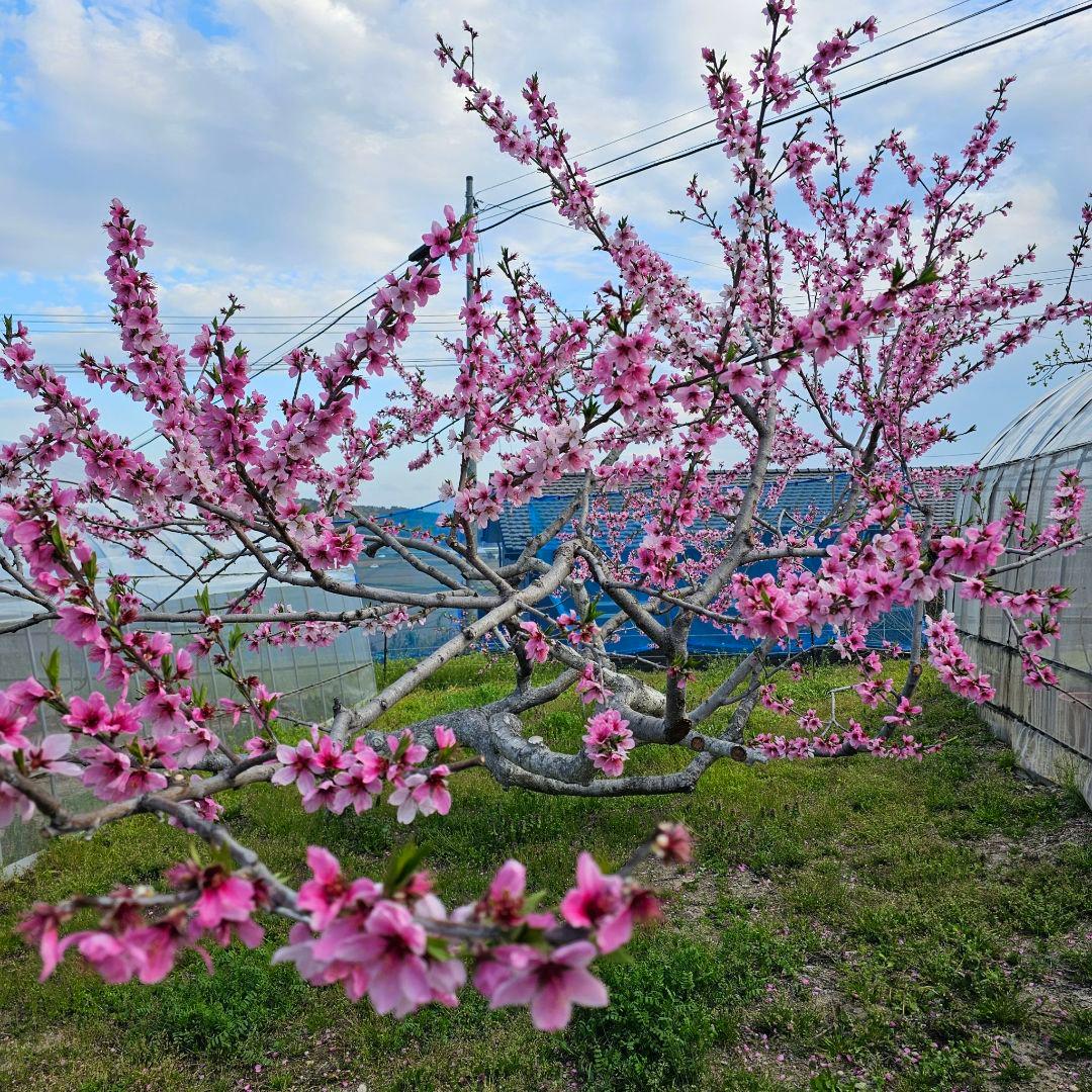 【オーダーページ】いろんな果樹栽培 穂木 挿し木 接ぎ木 苗木づくりに♪