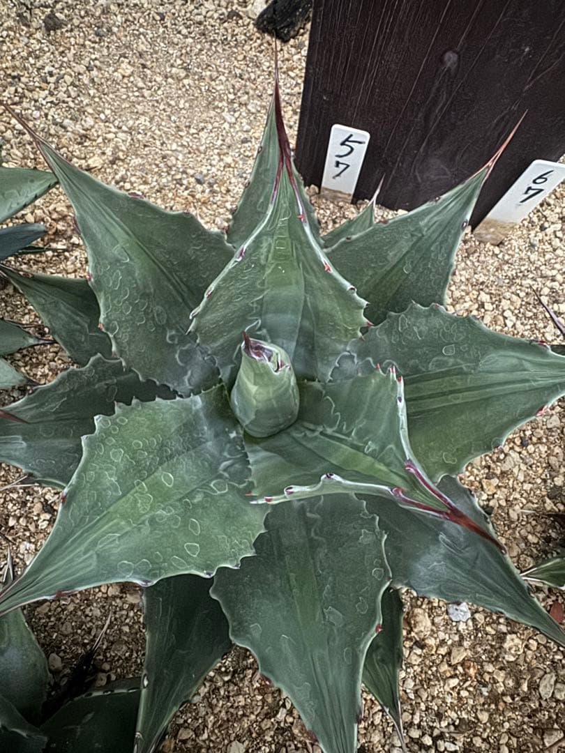 フラワー・ガーデニング Agave montana 'Lime Flash' 57