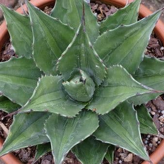 フラワー・ガーデニング Agave montana 'Lime Flash' 57