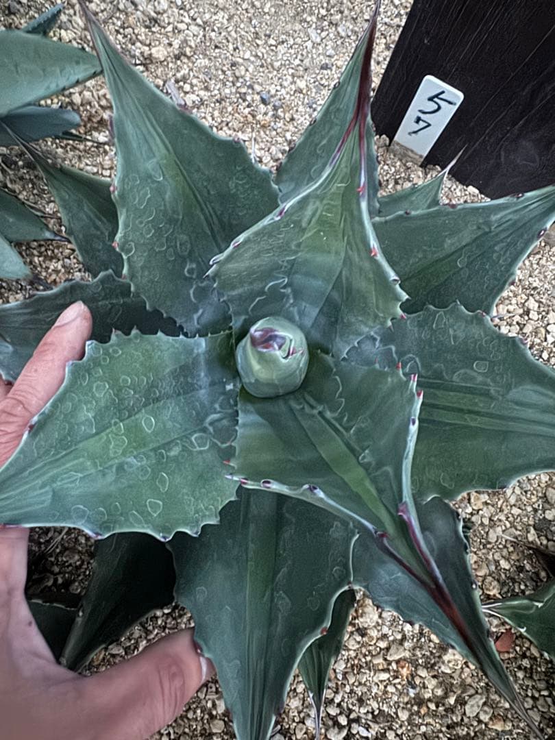 フラワー・ガーデニング Agave montana 'Lime Flash' 57