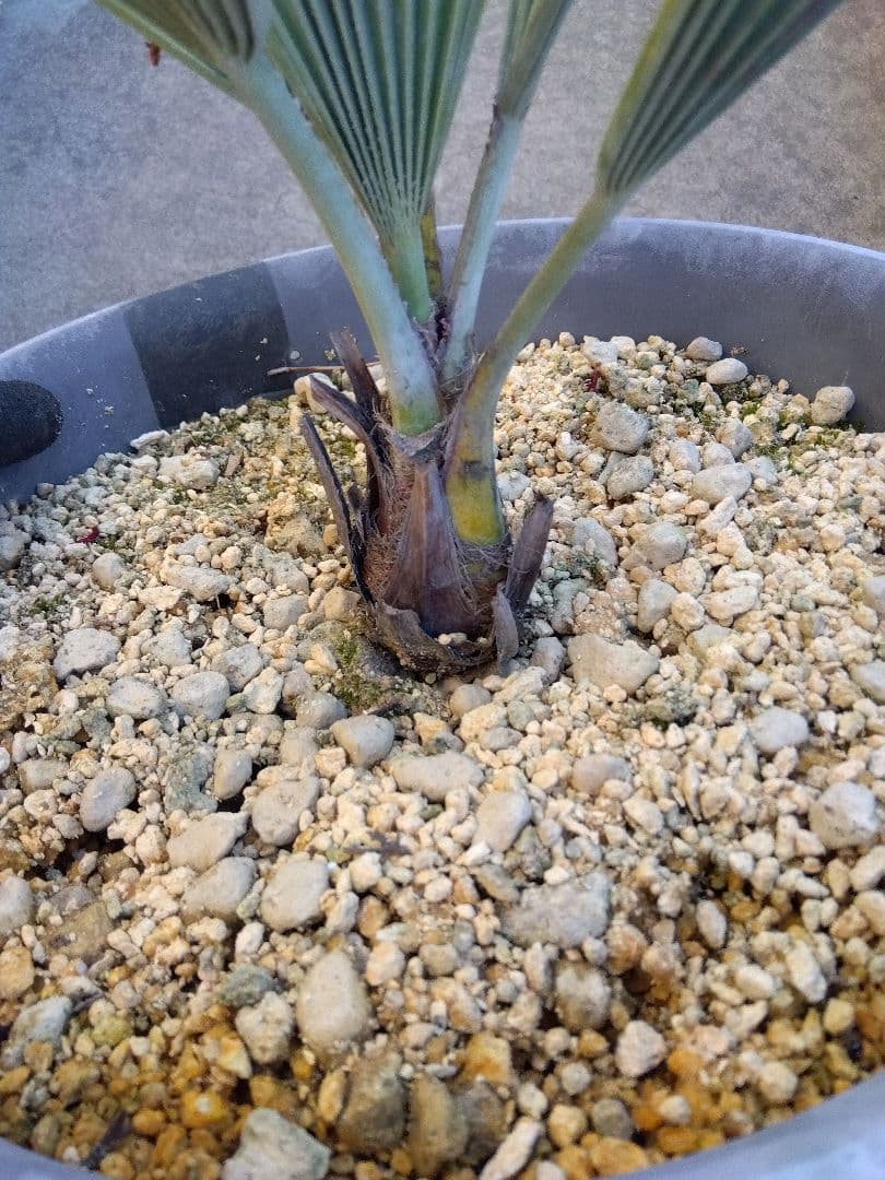 ブラヘアアルマータ　10号鉢つき　細葉コンパクトタイプ❗　さ