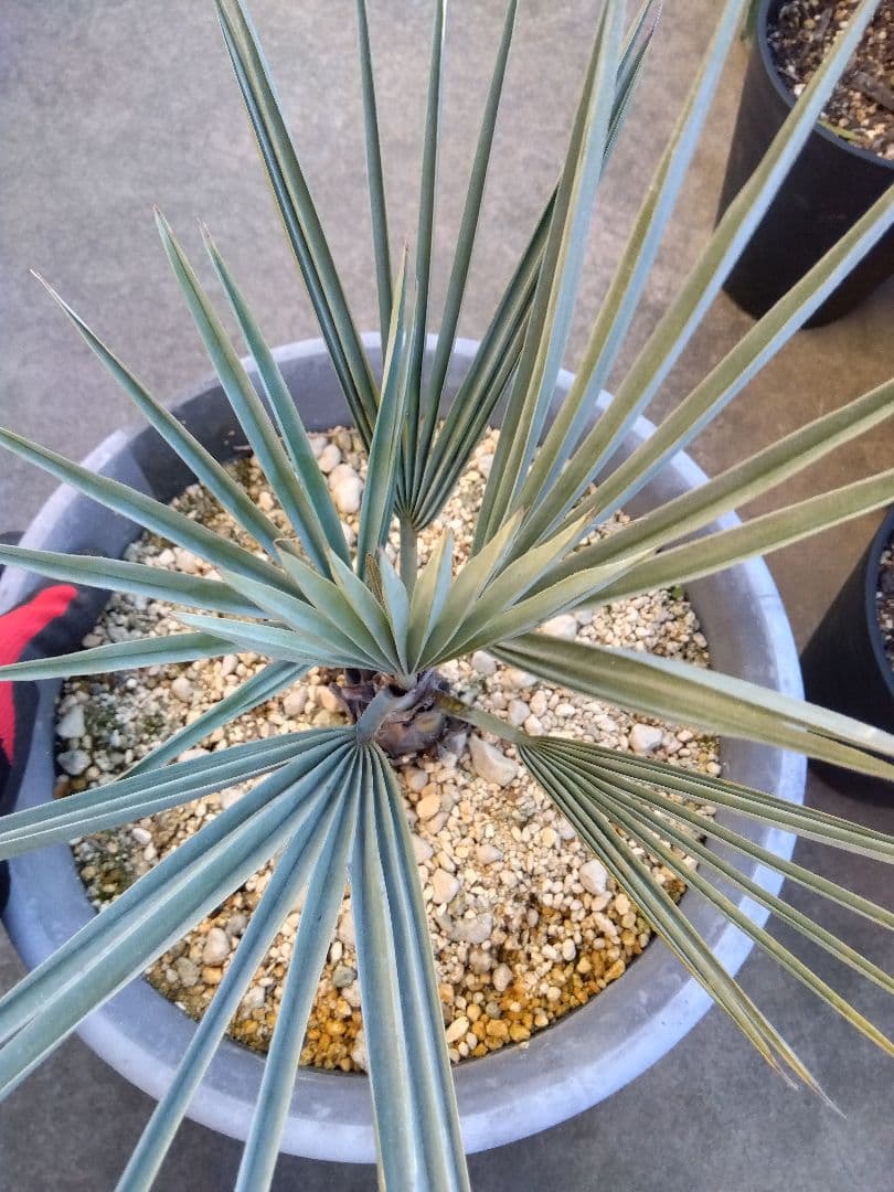 ブラヘアアルマータ　10号鉢つき　細葉コンパクトタイプ❗　さ