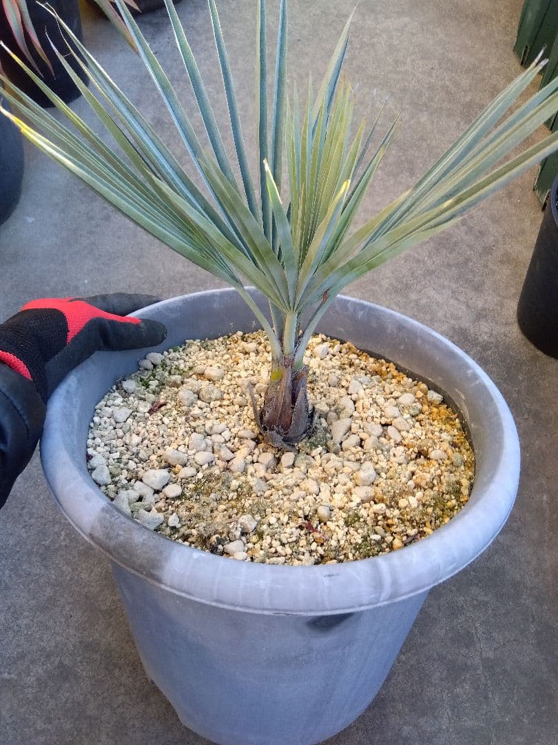 ブラヘアアルマータ　10号鉢つき　細葉コンパクトタイプ❗　さ