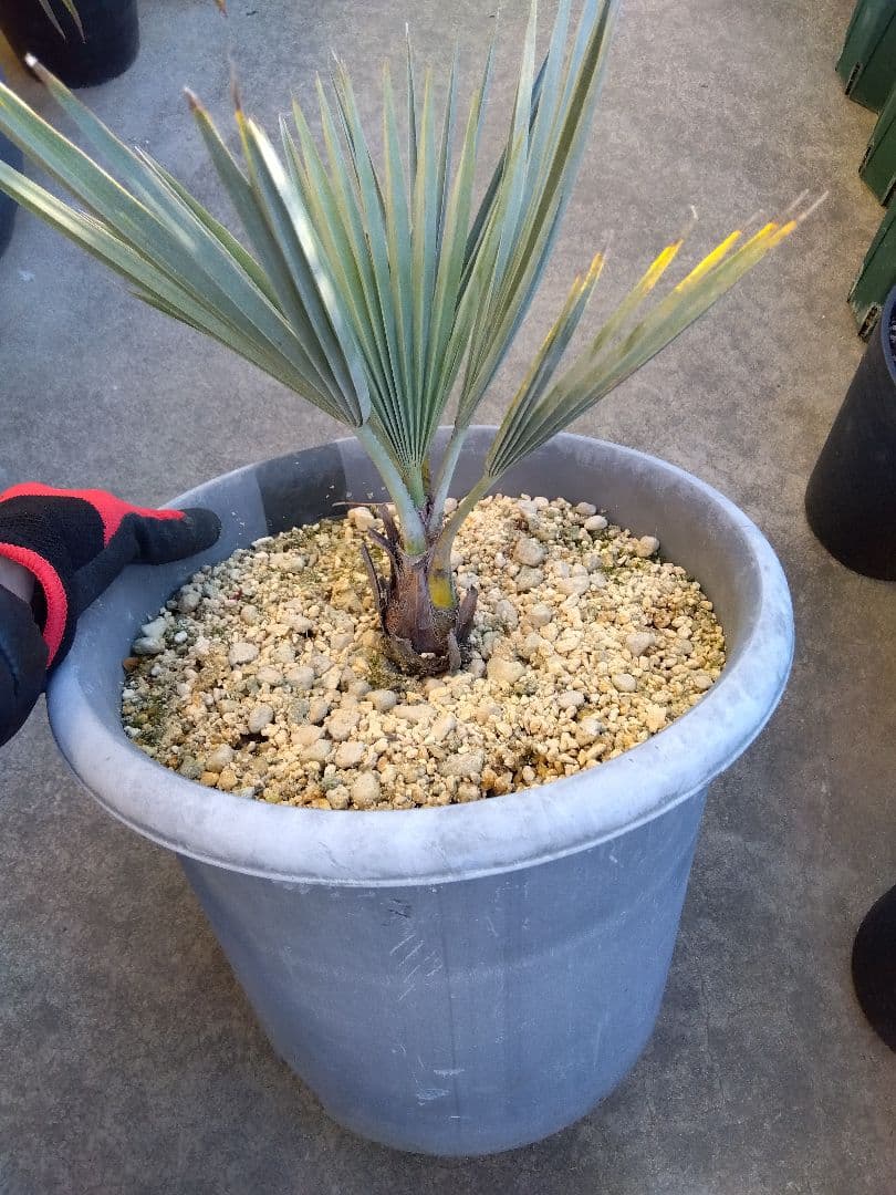 ブラヘアアルマータ　10号鉢つき　細葉コンパクトタイプ❗　さ