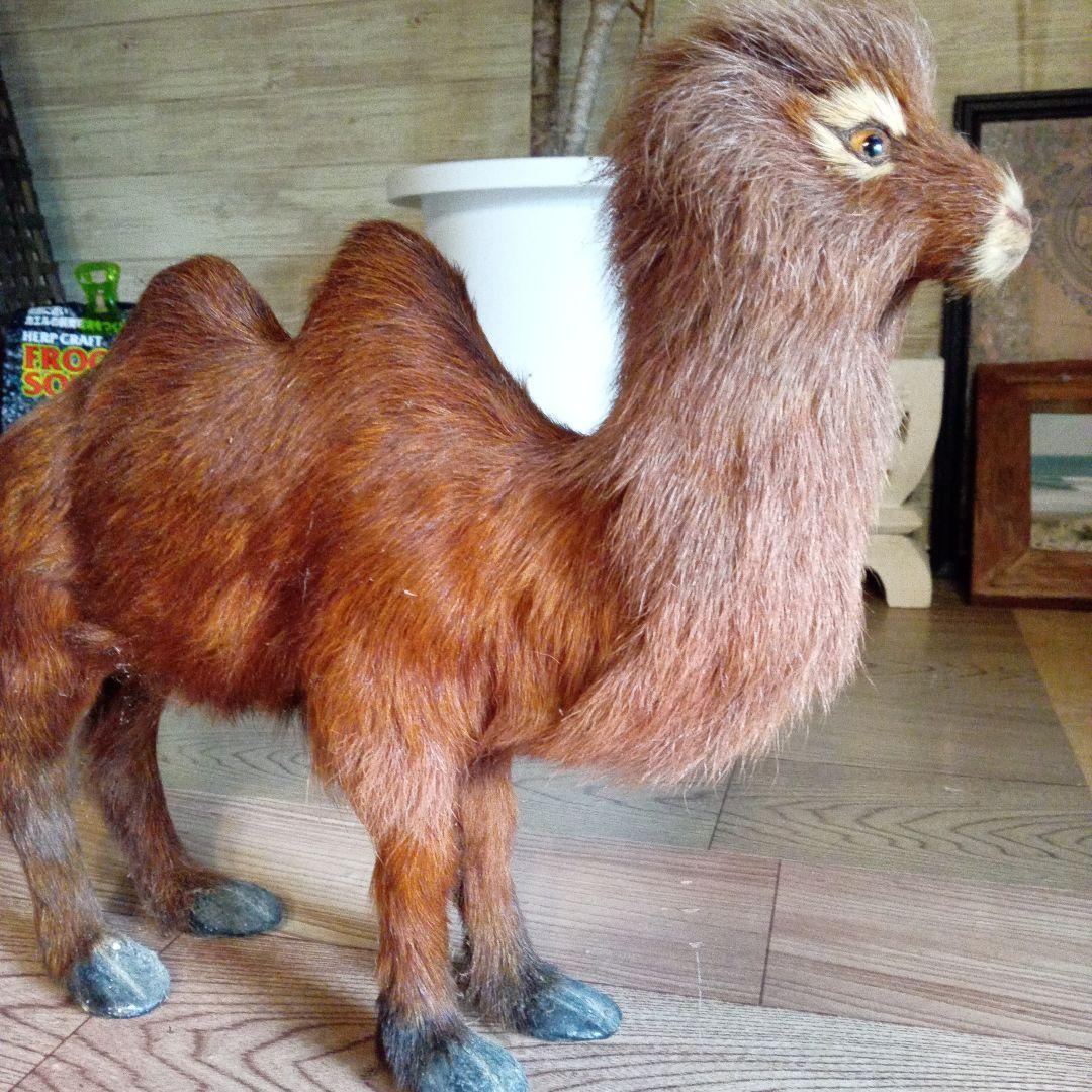 らくだミニ剥製