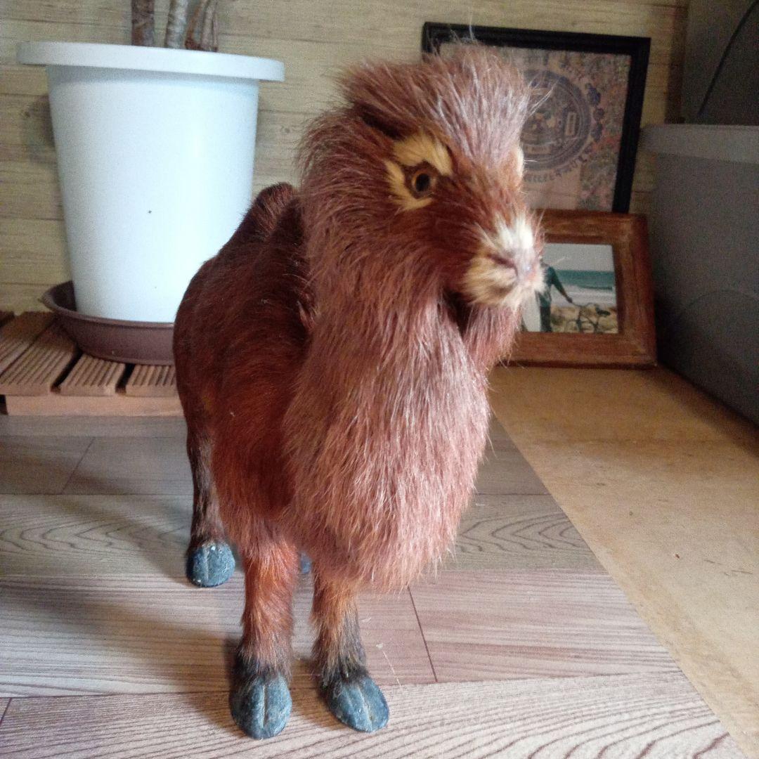 らくだミニ剥製